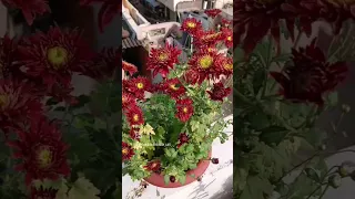 Mehroon Sevanti Chrysanthemum Flowres Nature Static Style 