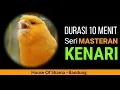 Download Lagu Masteran Murai Batu, Suara Kenari 10 menit