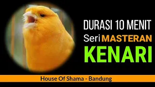 masteran murai batu suara kenari 10 menit