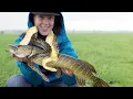 Download Lagu Viskid snoeken met een slang (Eng subs)