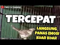 Download Lagu Pancingan Tercepat !! Ciblek Sawah ombyokan cepat bunyi gacor nembak nembak