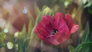 سورة الفاتحة مكررة بصوت محمد جبريل 