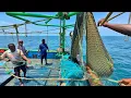 Download Lagu Ohh 😱 Trawler Net Fishing 💢 Full video❗Fishing Adventure 