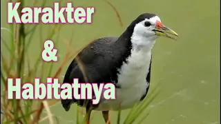 Download Mengenal Karakter dan Habitat Burung Ruwak ruwak || Ayam-ayaman MP3