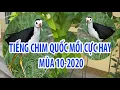 Download Lagu Tiếng chim quốc hay nhất mùa 2020 - thu âm trực tiếp tiếng quốc kêu chuẩn nhất