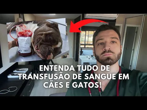 Download MP3 TRANSFUSÃO DE SANGUE EM CÃES E GATOS! Como funciona? Entenda TUDO nesse vídeo!