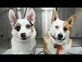 What s Better Than a Corgi Two Corgi s Of Course