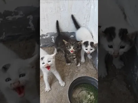 angry kittens 😸 😑 😤 #funny #petsempire #pets #cats