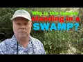 Science SC 5 E 7 5 What is the Weather Like inside a Swamp