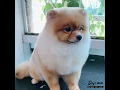 dịch vụ cắt tỉa lông chó tphcm Update Cắt tỉa lông chó chuyên nghiệp tại TPHCM - Cửa hàng chăm sóc thú cưng Dogs Mom