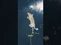 Download Lagu tikus asli bukan tikus kantor,