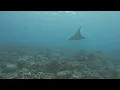 Hawaii Big Island Diving - Kona Coast