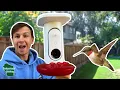 This SMART Feeder from Bird Buddy Will Change How You See Hummingbirds