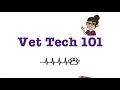 All about the VTNE and tips to pass the exam