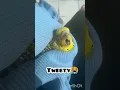 Lagu my budgie died 🥺🥺Rip Tweety l you are the best bird fly high l #budgies