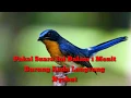 Lagu Suara Burung Sulingan Cocok Untuk Pancingan Dan Masteran