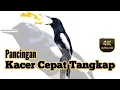 Download Lagu Pancingan Kacer Agar Emosi Langsung Buka Ekor