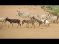 Donkey Mating In Cow Group