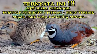 suara pikat burung puyuh batu pipikau pikau mp3 suara pikat skill dewa langsung datang 