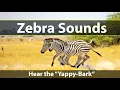 Download Lagu Zebra Sounds and Noises: the Yappy-Bark