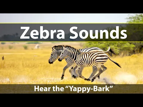 Download MP3 Zebra Sounds and Noises: the Yappy-Bark