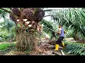 Download Lagu Hajar terus‼️kebun ini tidak di ragukan lagi buah nya super besar padat|panen sawit yangambi