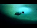 The Frozen Planet...Moves Like Jagger - (Maroon 5)