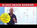 Blood Brain Barrier Structure Function