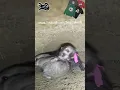 Download Lagu Ferret Snatch and Grab on Rabbit