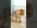 Download Lagu Watch This Fluffy Kitten Explore!😻