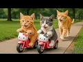 Download Lagu Mama Cat Harvests Potatoes on the Farm to Make Kitten’s Toy Motorcycle Dream Come True🐾🐱💖