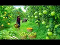 Lagu Harvest, Sell, And Cook With Guava, Pomelo, Orange, Korean Radish — Grow Vegetables, Raise Livestock