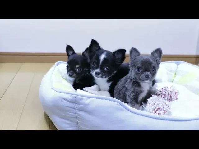 動画