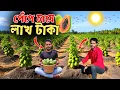 Download Lagu বর্তমান সময়ে পেঁপে চাষ সবথেকে লাভজনক || Papaya farming in South Dinajpur || গাছের ফলন দেখুন