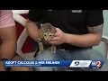 Clear the Shelters Meet Vedette and Calculus and her siblings at the Humane Society of Marion C