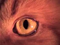 Barenaked Ladies - It's All Been Done (Official Music Video)