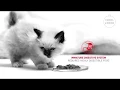 Royal Canin Health is Growing Kittens