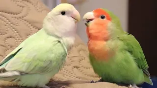 Download Lovebirds Singing \u0026 Talking | Lovebirds As Pets MP3