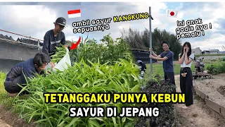 SENANG PUNYA TETANGGA JEPANG YANG BEGINI ! AKU DI AJAK KE KEBUN SAYUR NYA !