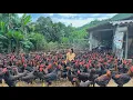 Download Lagu Hoe 3000 volwassen kippen te genezen. kip met astma