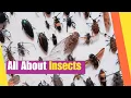 All About Insects Learn the characteristics of insects Science Lesson