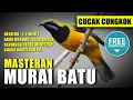 Download Lagu MASTERAN MURAI BATU 🔴 SUARA CUCAK CUNGKOK berjeda 1-2 menit