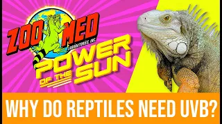 Power Of The Sun Why Do Reptile Need Ultraviolet B UVB 