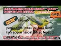 Download Lagu ciri ciri perbedaan sogon ontong jantan dn betina simpel mudah dn akurat