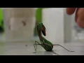 Aggressive Praying Mantis