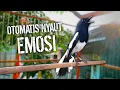 Download Lagu OTOMATIS NYAUT EMOSI KACER APAPUN DENGAR INI PASTI ON !! PANCINGAN KACER GACOR PASTI NYAUT AMPUH.