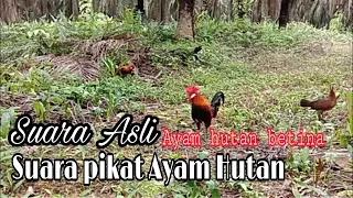 Download SUARA AYAM HUTAN BETINA ASLI COCOK UNTUK PIKAT DI JAMIN AMPUH MP3