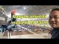 Download Lagu Ratusan amunisi muda RJ Farm Indonesia