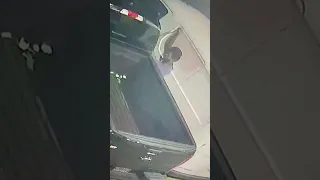                                         دندنها