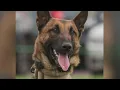 Duluth K-9 Killed In Standoff